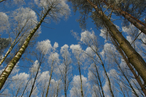 Puut. Kuva MostPhotos.