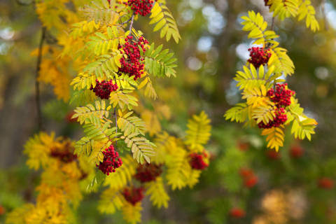 Marjat. Kuva MostPhotos.