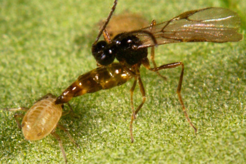 Diaeretiella rapae -lajin ampiainen hyökkää kirvoja vastaan.