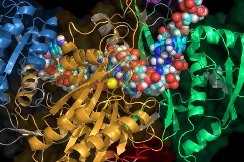 RNA-Ago2-proteiinikompleksi.