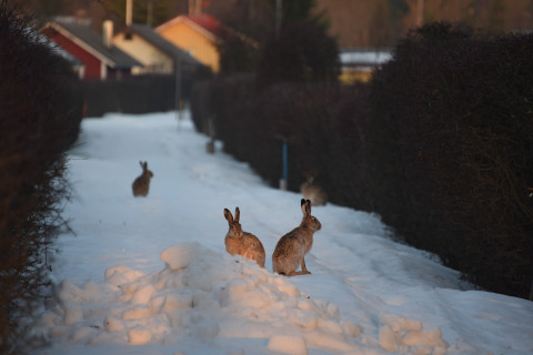 Three brown hares. Photo credit: Mervi Kunnasranta.