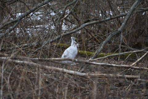 A mountain hare. Photo credit: Mervi Kunnasranta.