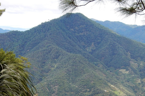 Vuoristometsää Meksikossa