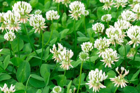 Valkoisia apilankukkia.