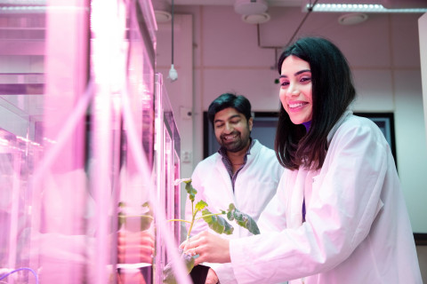 Kaksi tutkijaa tutkii kasvia valaistussa laboratoriossa.
