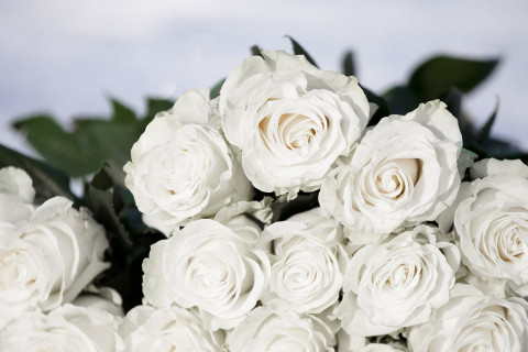 Valkoisia ruusuja.