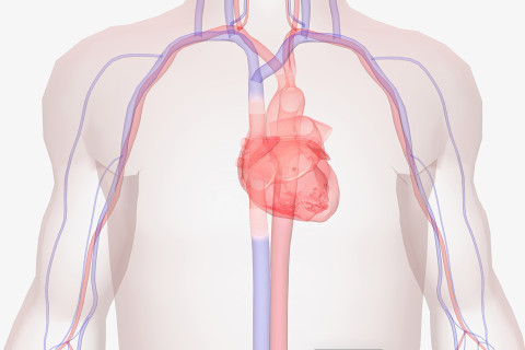 Sydän ja vatsa-aortta