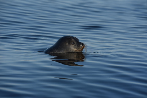 Kuutti. Kuva Mervi Kunnasranta.