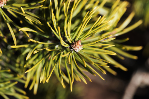 Lähikuva kuusen neuloista.