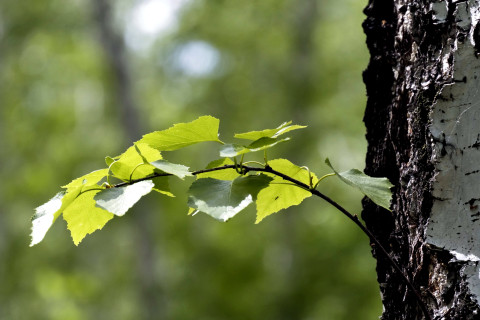 Rungosta kasvava koivunoksa.