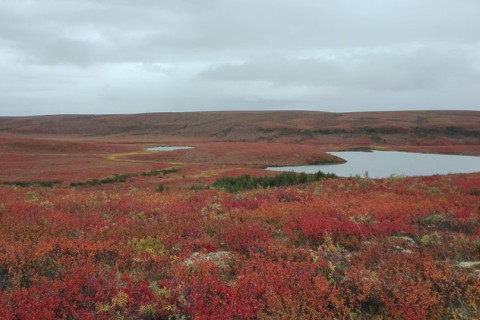 Upland Tundra Landscape Autumn. Photo: C. Voigt.
