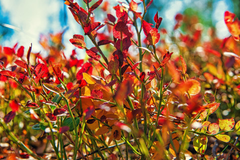 Syksyisen värikkäitä mustikanvarpuja