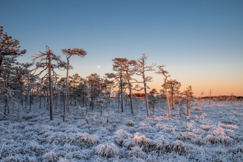 Winter forest landscape. Photo: Mostphotos.