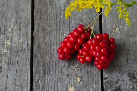 Palsamiköynnöksen marjoja.