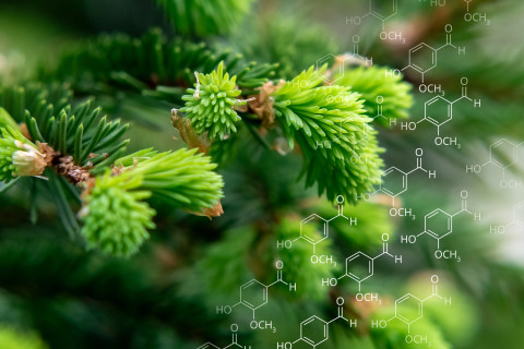 Spruce branches in the spring