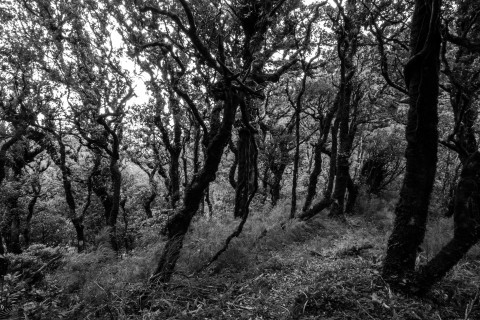 Trees dancing in black and white photo of a forest
