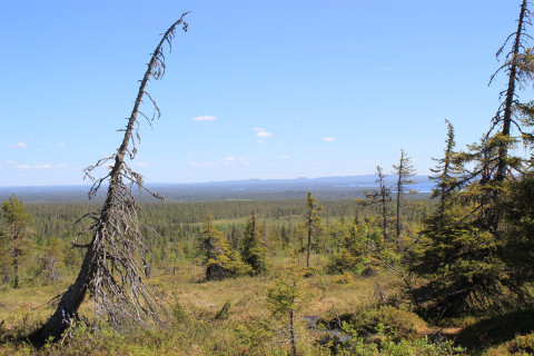 Pohjoisen kesäistä harvametsäistä avaraa maisemaa