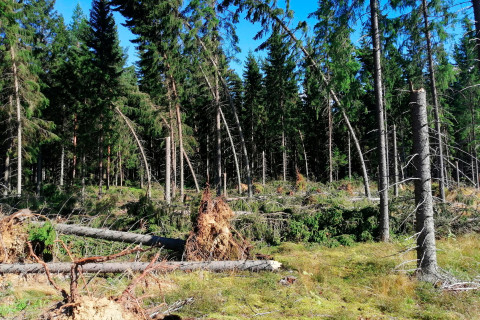 Damaged spruce forest.