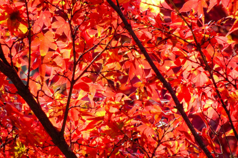 Maple leaves; Photo by yamasa-n on Unsplash