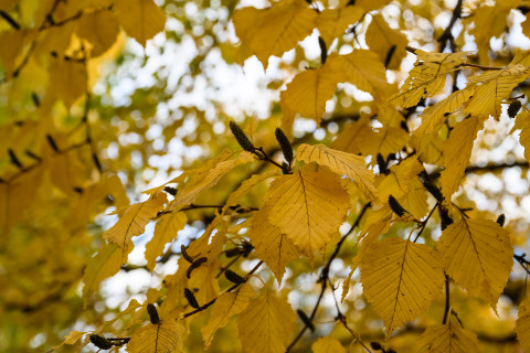 Yellow birch tree leaves.