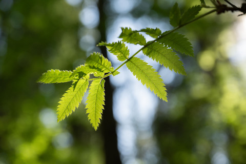 Rowan leaf.