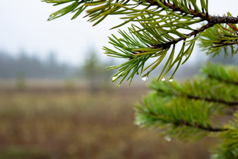 Water drops on pine needles. Peatland in the background.