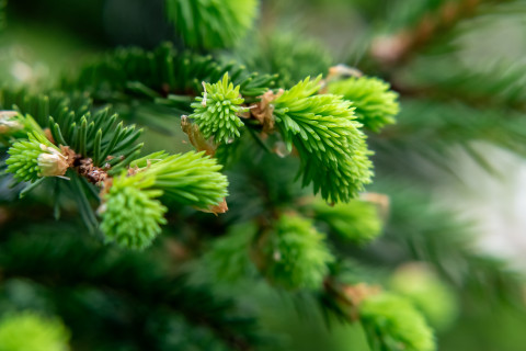 sprig-of-spruce-with-fresh-spring-growth-of-needles