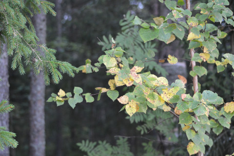 Puun oksia metsässä.