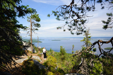 metsäalan tilauskoulutukset