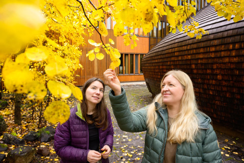 Kerttu Matinpuro ja Hanna Laako katselemassa syksyistä haapaa.