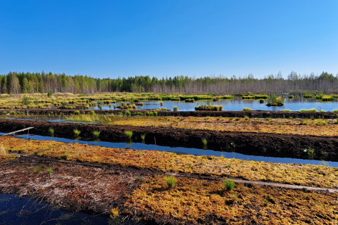 Rahkasammaleen kasvatusta ennallistettavalla kosteikolla