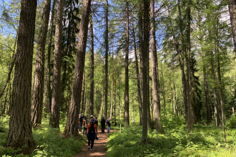 Ihmisiä kesäisessä siperianlehtikuusikossa