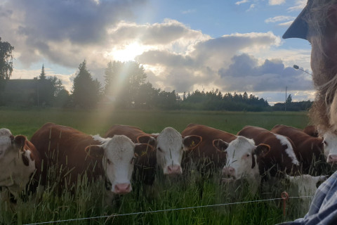 Viljelijä katselee laidunaidan äärellä olevaa karjaa.