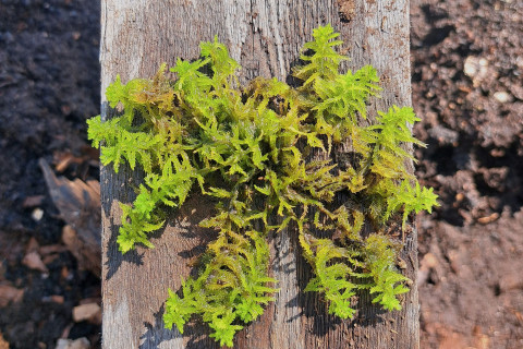 Rahkasammal. Kuva Teemu Tahvanainen.