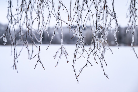 Huurteisia koivunoksia.