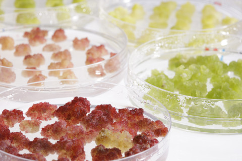 Plant cell cultures. Photo VTT.