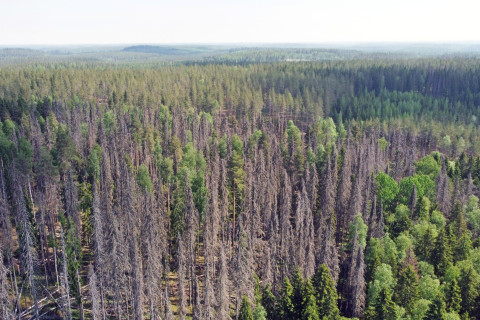 Kirjanpainajan vahingoittamia kuusia.