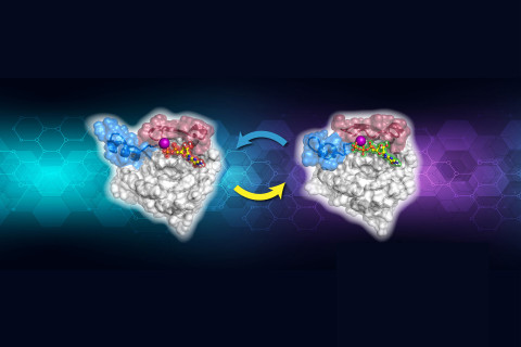 Kuvituskuvassa havainnollistetaan pienten GTPaasien nukleotidikiertoa. Kuva: Milla Kurki.