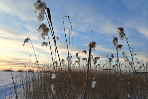 Rantakaislikkoa talvimaisemassa