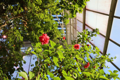 Punakukkaisia pensaita puutarhassa