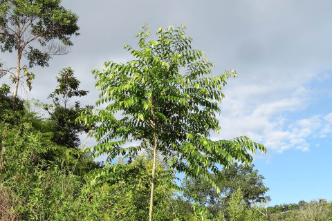 An abarco tree.