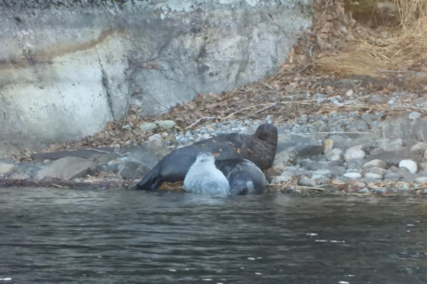 Norpat. Kuva Marko-Halonen ja Merja Hacklin.
