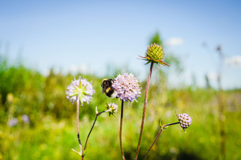 A bee on a flower.