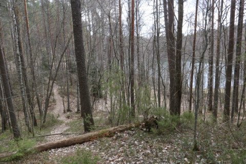 Syksyistä metsää Lykynlammella 