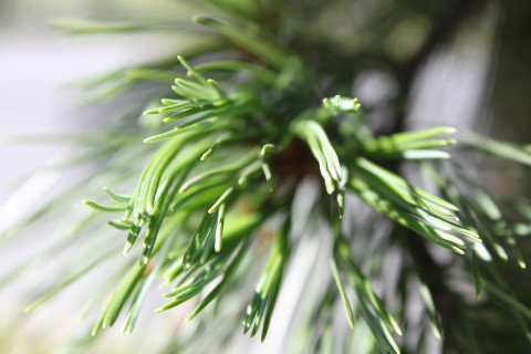 Pine needles