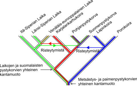 Suomalaisten pystykorvarotujen sukupuu. 