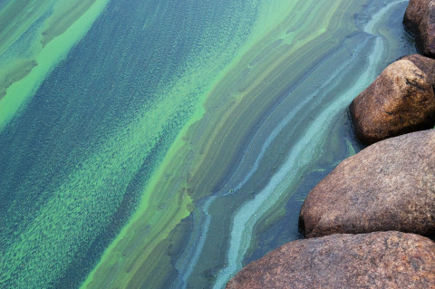 Blue-green alga.