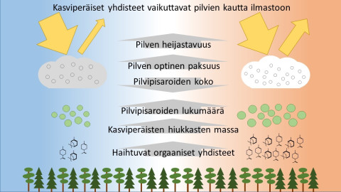 Pilvet ja kasvit havainnekuva. Kuva: Taina Yli-Juuti.
