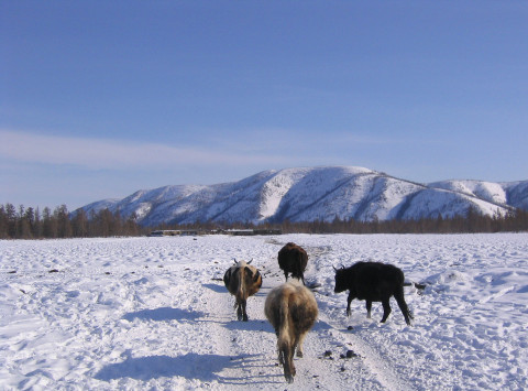 Jakutiankarja.Kuva Anu Osva.