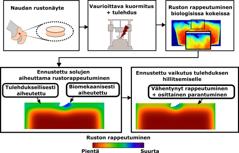 Kaavio. Kuva: Joonas Kosonen.